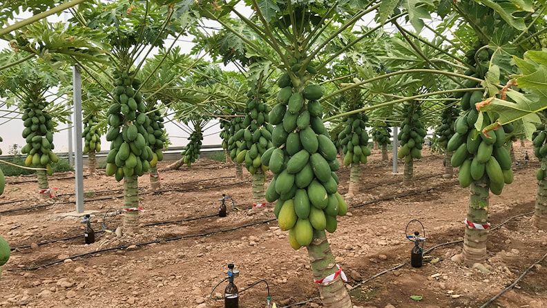 web_estudio_papaya_figura_5_2_30b64a5a13